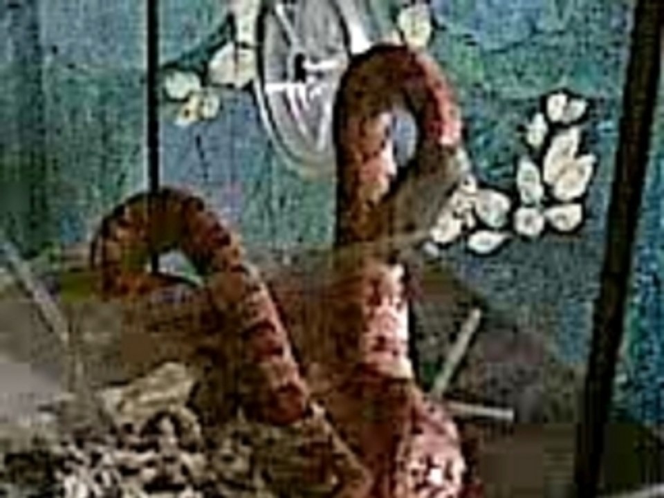 My Corn Snake Hewey 2