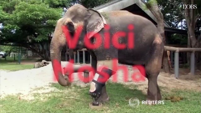En Thaïlande, Mosha l'éléphante amputée reçoit une immense prothèse