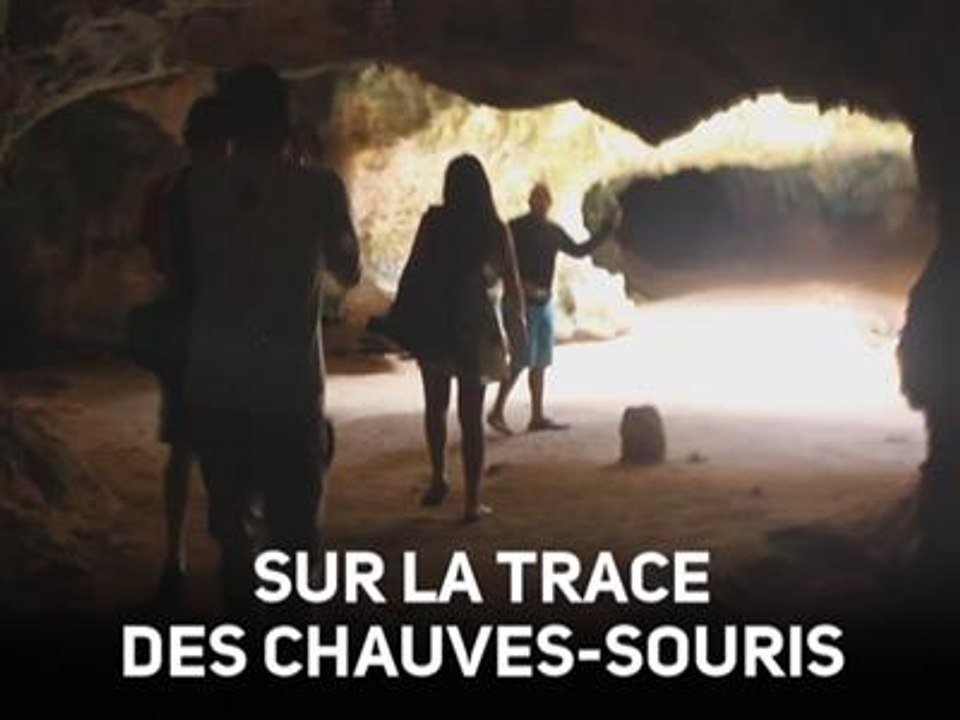 Peur des chauves-souris ? Venez vaincre votre phobie !