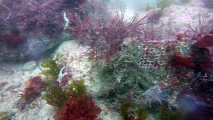 Les déchets au fond de la mer... tout près du port de Concarneau
