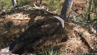 Berry College EagleCam 'Hello World'   Meet The Berry Eaglet!'  11:19 am     _2.22.14_