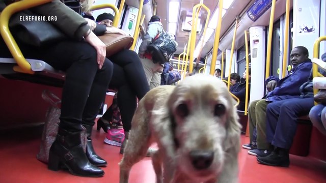 Los perros podrán viajar en el Metro de Madrid