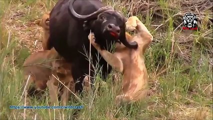 Mira los ataques más impactantes de animales salvajes