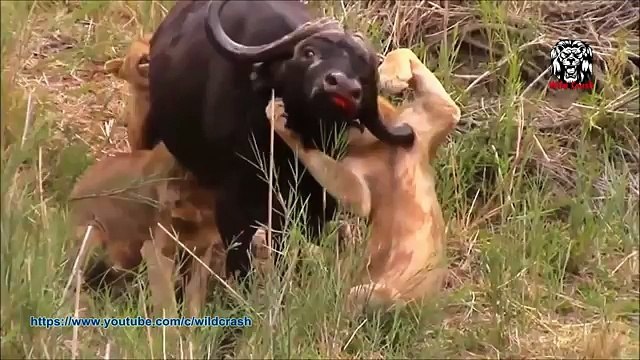Mira los ataques más impactantes de animales salvajes