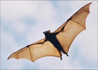 Yarasaların Gece Görüşü ve Sonar Sistemi - Bats Sonar System