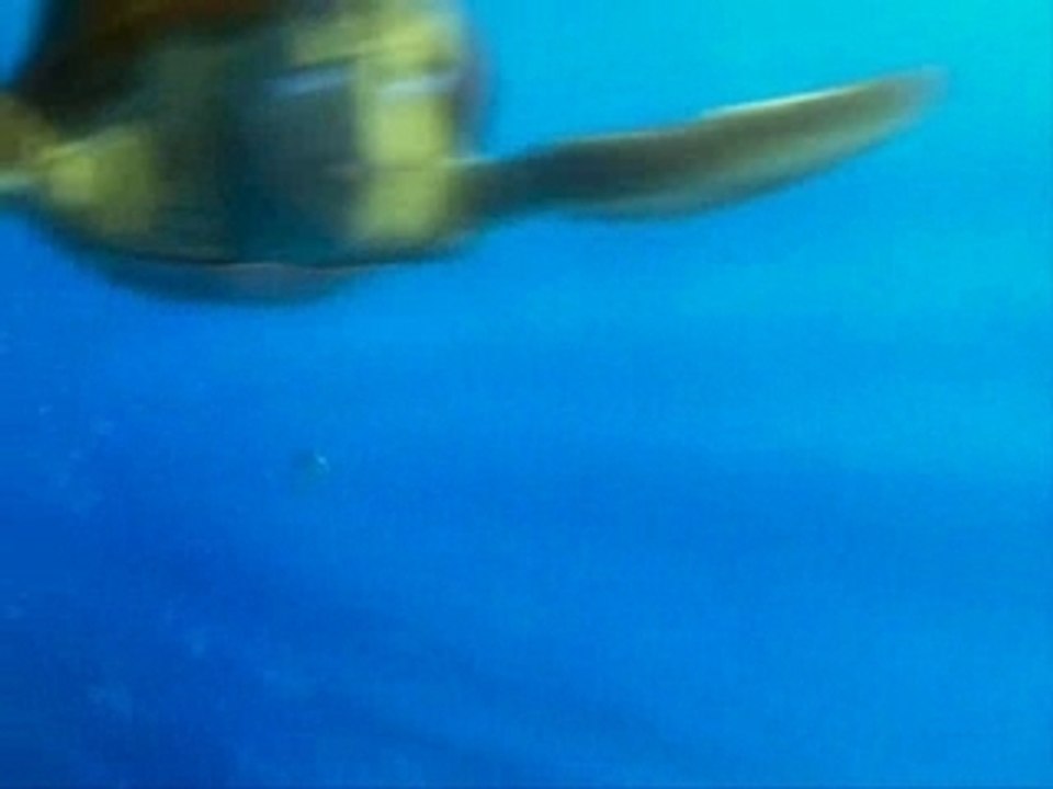 Le monde de Nemo (Extrait)