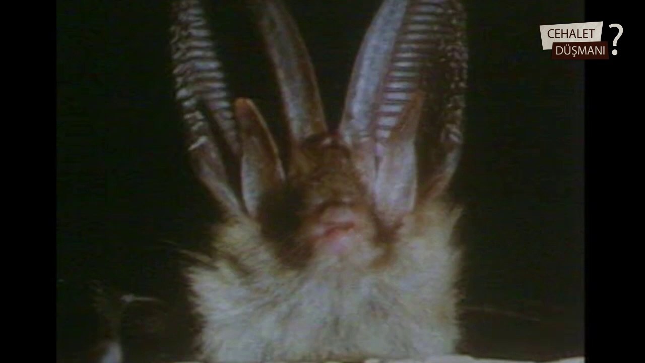Yarasalar Bizi Nasıl Duyar - How Bats Hear Us