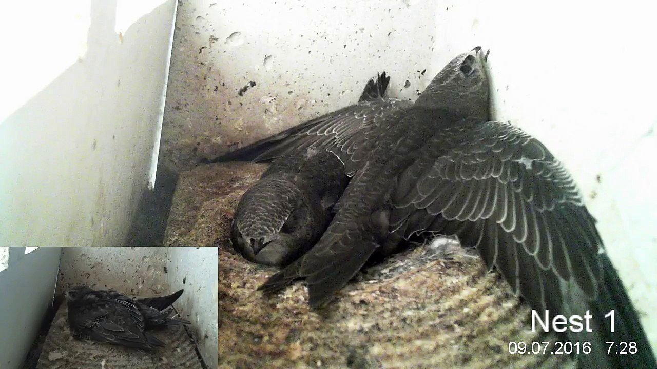 Mauersegler Nestcam 2016.25-  9. Juli - Morgen 7:30