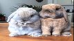 Pair of bunnies adorably enjoy tomato snack - Funny videos 2016