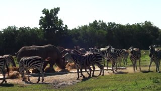 Lion Country Safari - visiting a few zebra and rhinoceros part 1