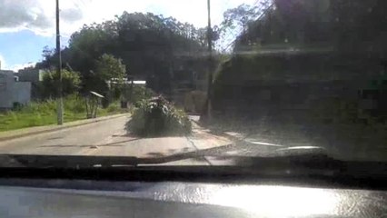 Professora flagra moita "andando sozinha" em Santa Teresa