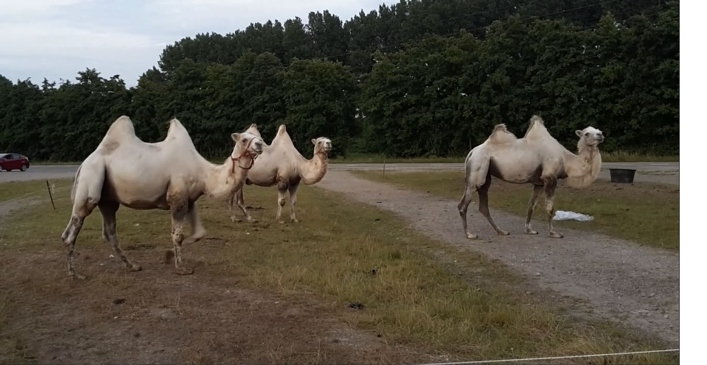 Kamelen in Haarlemmermeer