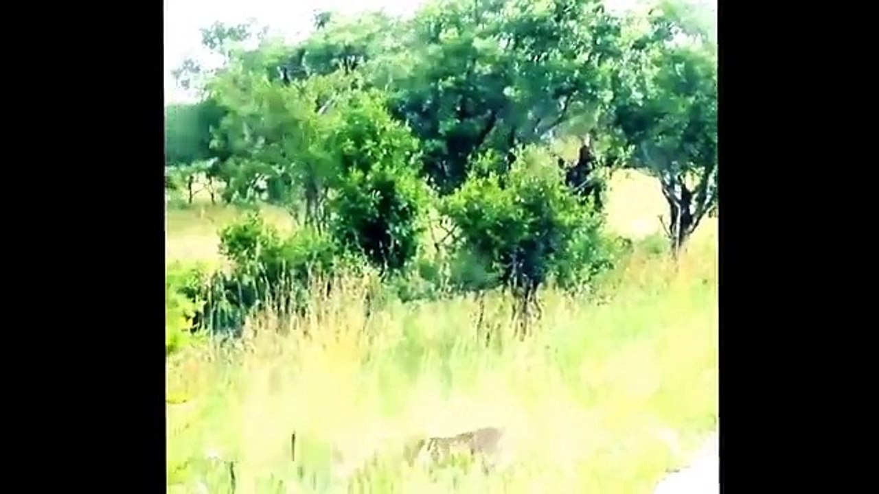 Funny Animals Compilation 2015 (official)
