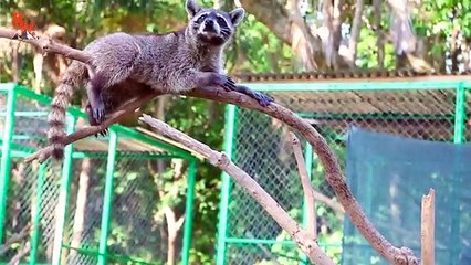 Rescate de un pequeño tucán se volvió viral