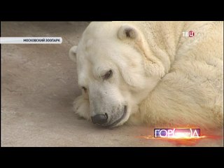 モスクワ動物園の動物たちと担当者の仕事  (Nov.10 2014)
