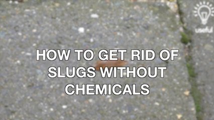 What do snails have in common with beer- The answer will surprise you!