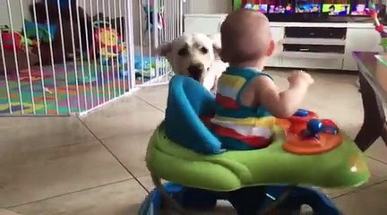 Baby adorably obsessed with chasing dog