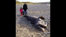 Top 10 Unidentified Sea Creatures Found Dead Near Sea 2016-17 | Top Videos