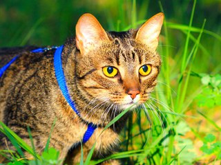 4 Tips for Training Your Cat to Walk on a Leash