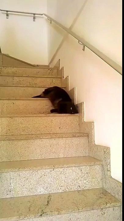 Funny cats # 10