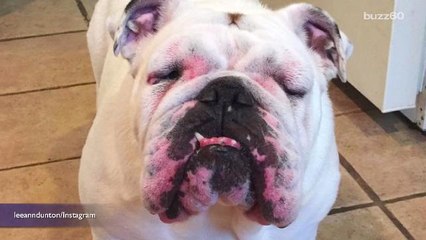 What To Do If Your Pet Gets Stung By a Bee