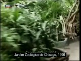 Gorila salva criança em Zoológico de Chicago