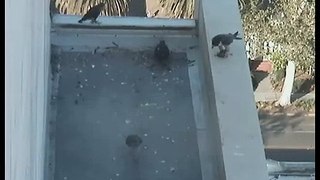 5/4/2013 6:25:56 PM Dinner for the Peregrine kids, Heartburn for the Humans