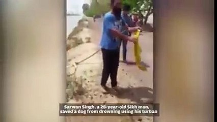 ਸਰਦਾਰ ਵੀਰ ਨੇ ਆਪਣੀ ਪੱਗ ਨਾਲ ਜਾਨਵਰ ਨੂੰ ਡੁੱਬਦਾ ਬਚਾਇਆ..