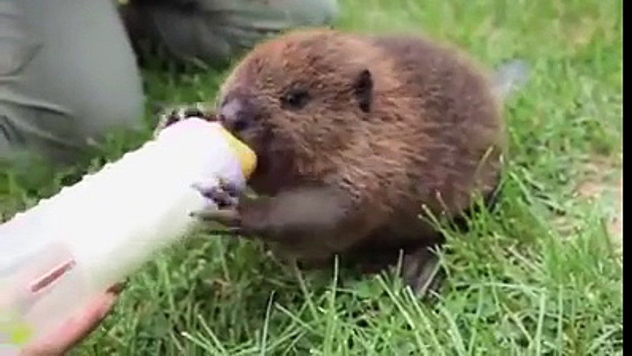 Amazing-Videos-fbdown.net_20