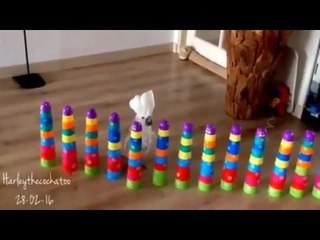 Download Video: Cockatoo Obliterates Line of Plastic Cup Towers