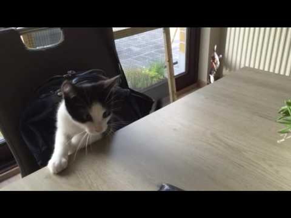 Kitten Keeps Reaching for Money That's Out of Reach