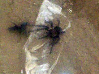 Spider vs Bee (Insect Figth)