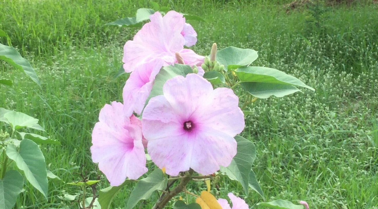 ดอกไม้ให้คุณ...จากบ้านของฉัน  - ขับร้องโดย คาราวาน - YouTube