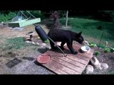 Black Bears Caught on Camera Targeting Bird Feeder