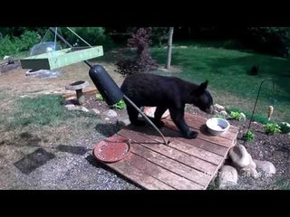 Black Bears Caught on Camera Targeting Bird Feeder