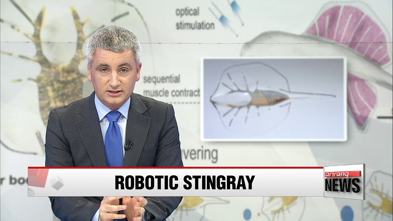 Scientists develop robotic stingray powered by light-activated muscle cells