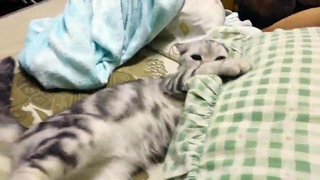 บี้-11