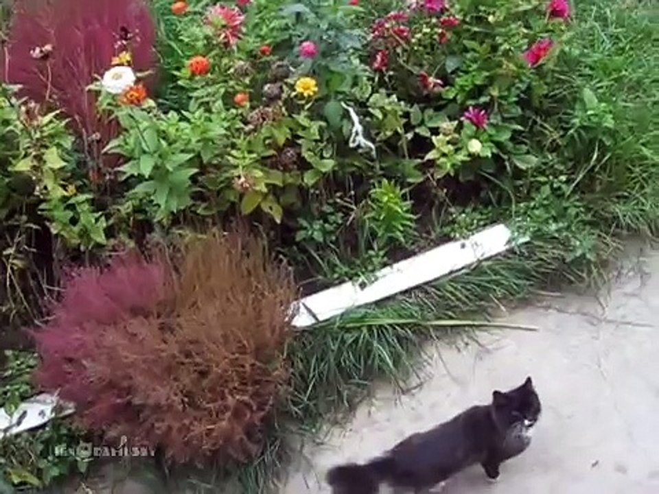 Un chat commence à miauler à la fenêtre, mais attendez de voir ce qui arrive... Oh mon DIEU !