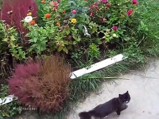 Un chat commence à miauler à la fenêtre, mais attendez de voir ce qui arrive... Oh mon DIEU !