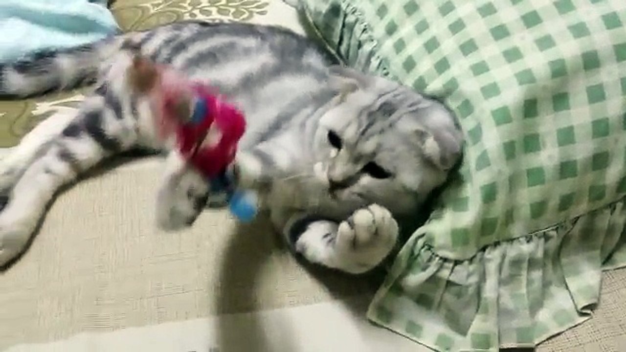 บี้-33