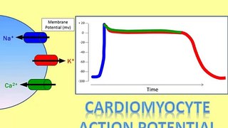 Where Does That Ion Go?  A Video of the Cardiomyocyte Action Potential: Part 2
