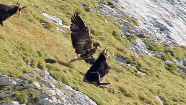 Смертельная схватка орла и серны. Выжить любой ценой! Не видел ничего подобного!