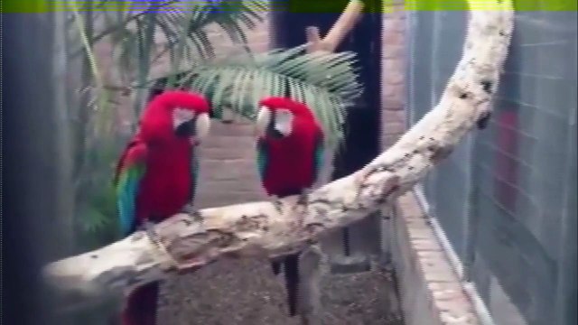 Эти попугаи танцуют лучше чем ты )) Готовьтесь посмеяться от души!