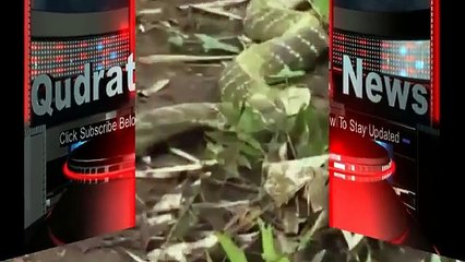 Allah ki Qudrat - Allah ki Qudrat ka karishma Qudrat news 2016 -
