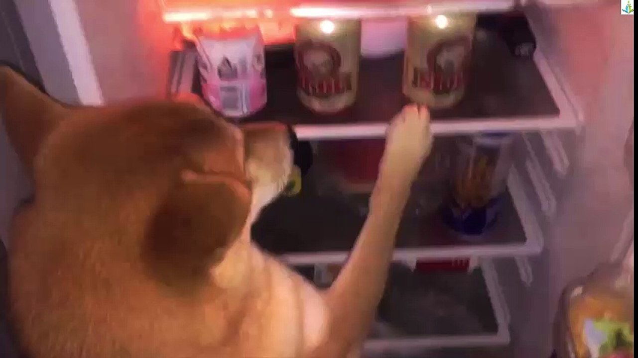 Do not laugh , see what the dog is doing with fridge - funny dog 2016