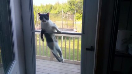 Epic Cat Fight - HILARIOUS CATS