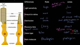 lecture 23 part 3 (Mechanism of vision)