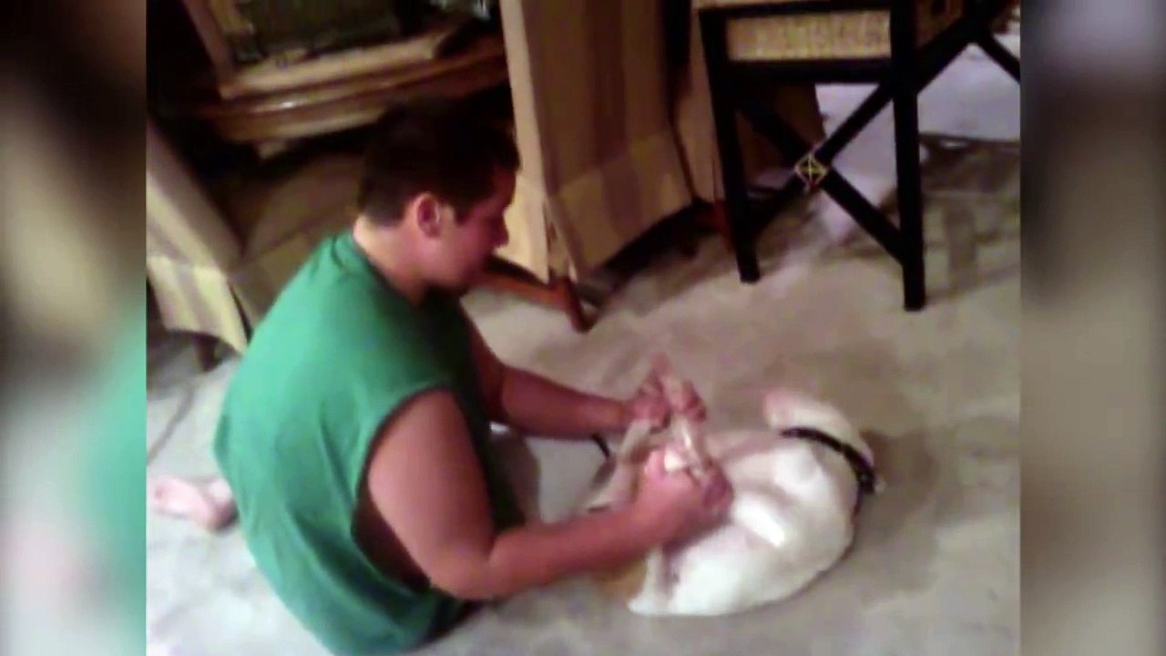 Dur dur la reprise de la muscu pour ce bulldog