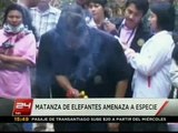 Preocupación en Tailandia por matanza de elefantes - 24 HORAS TVN 2012