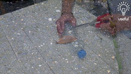 What do snails have in common with beer- The answer will surprise you!